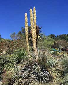 A Sotol Plant in the Mexican Desert