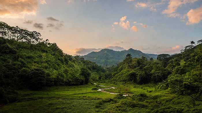 Ecuadorian Rainforest