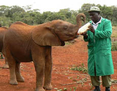 Orphan Baby Elephant