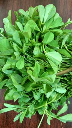 A bunch of fresh fenugreek leaves, ready for salads or cooking