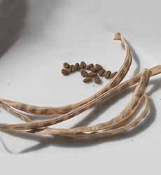 Fenugreek pods are legumes; their seeds are used as a spice