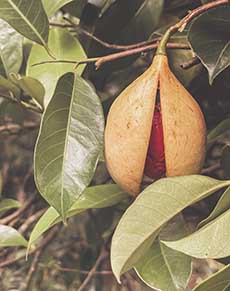 Ripe nutmeg fruit on a tree