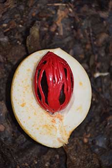Ripe nutmeg fruit showing the lacy mace covering the nut