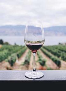 A glass of Pinot Noir at a vineyard.