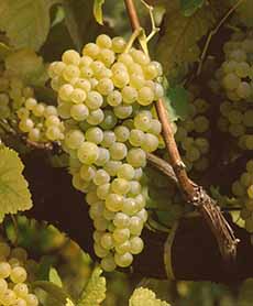 A Cluster Of Albarino Grapes On The Vine