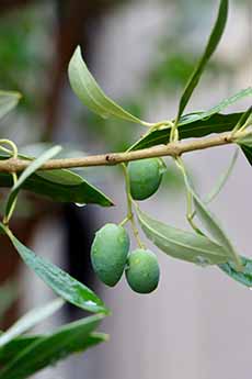 Olives On The Tree Branch
