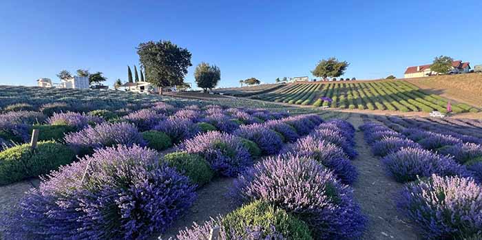 Lavender Farm