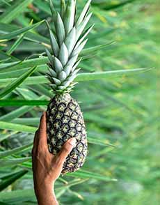 A Sugar Loaf pineapple, just cut from its stem.