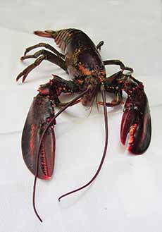 Live Lobster