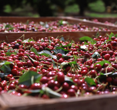 Fresh Cherries