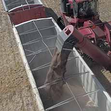 Harvesting Lentils In The Field