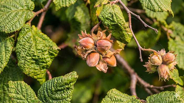 Hazelnut Tree Branch