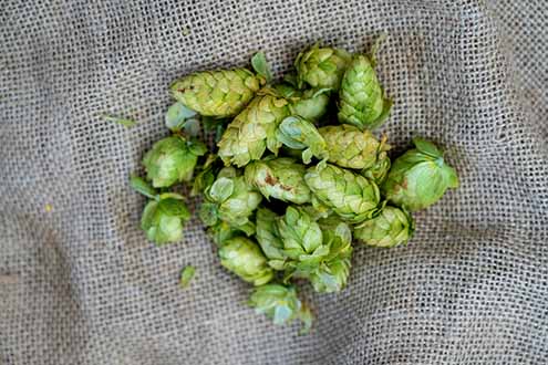 Hops For Beer