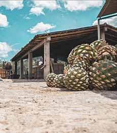 Mezcal pinas at the distillery