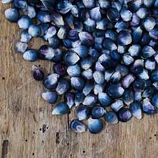 Kernels of Blue Popcorn