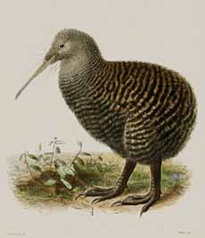 Illustration Of The Kiwi Bird
