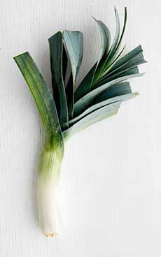 A large leek