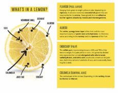 Parts Of A Lemon For National Lemon Juice Day
