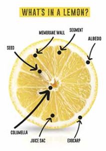 Parts Of A Lemon Diagram
