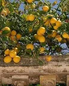 Sicilian Lemons Growing On The Tree