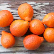 Mandarinquat