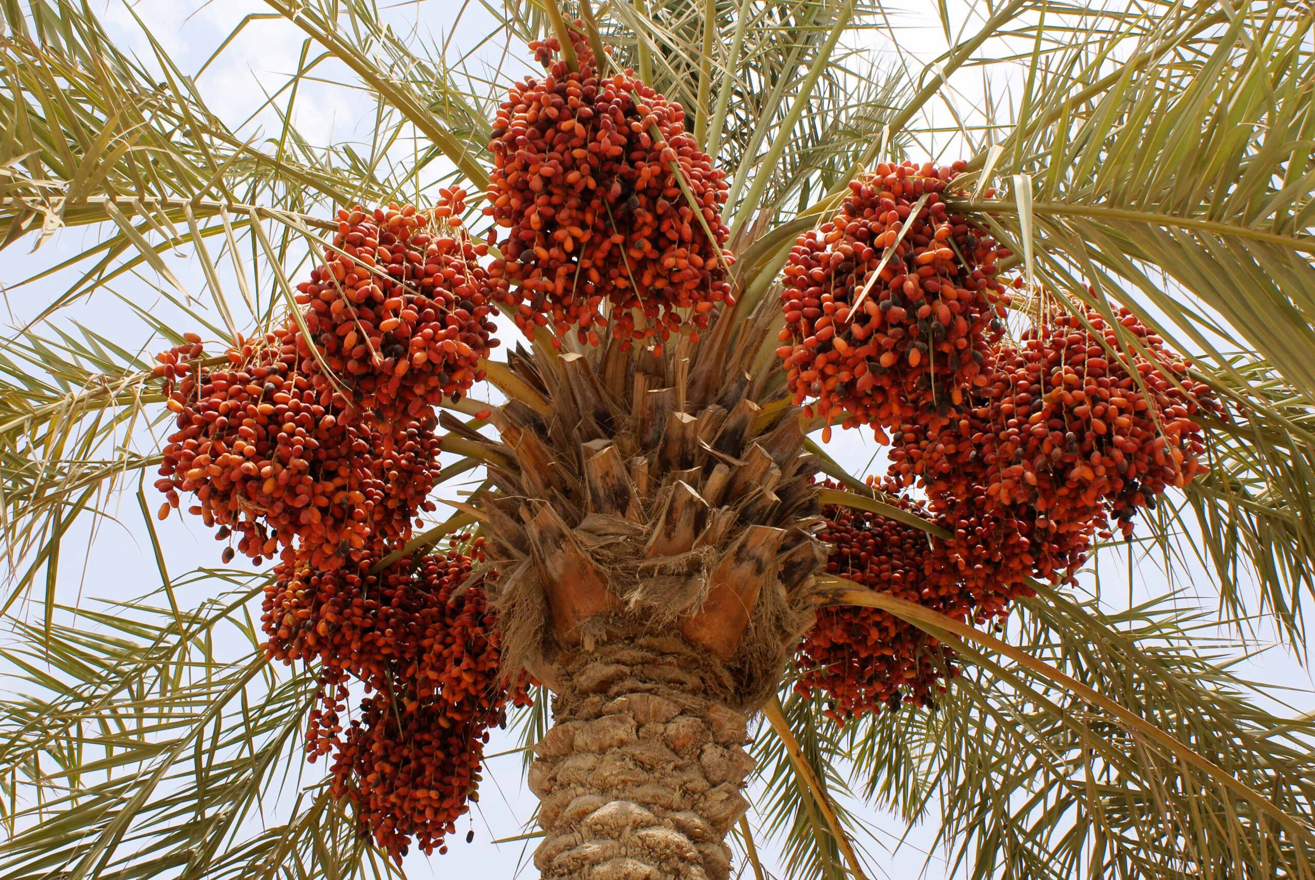 Medjool Date Palm Tree