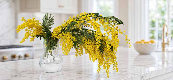 A Vase Of Mimosa Flowers