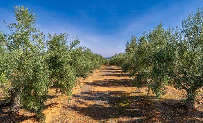 Olive Grove