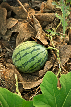 Watermelon On Vine