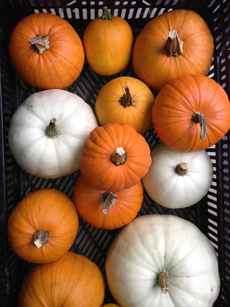 Orange Pumpkins & White Pumpkins On A Tray
