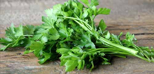 Bunch Of Flat-Leaf Parsley