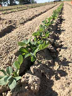 Peanut Seedlings Growing In A Field