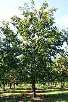 Pecan Tree
