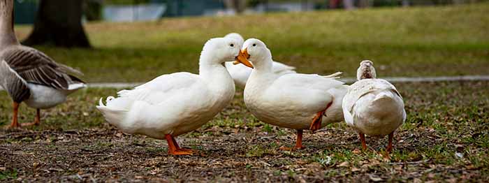 Pekin Ducks Foraging