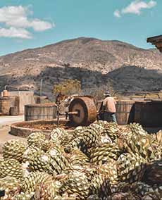 Pinas Harvested For Mezcal