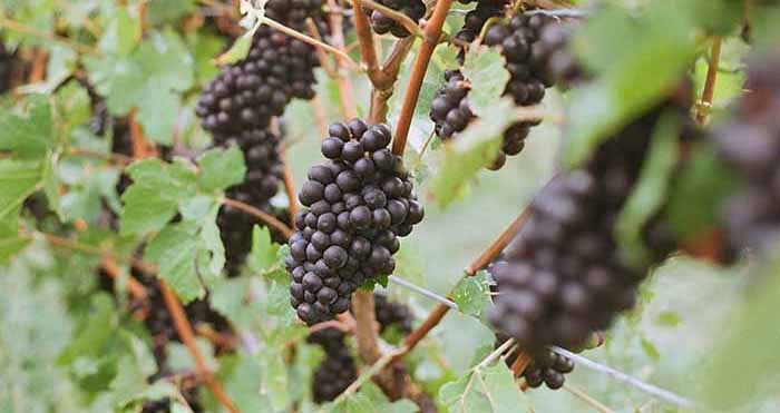 Clusters Of Pinot Noir Grapes On The Vine