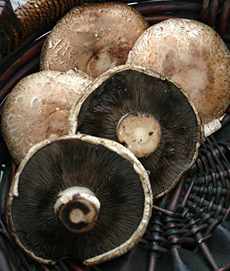 Raw Portabella Mushrooms