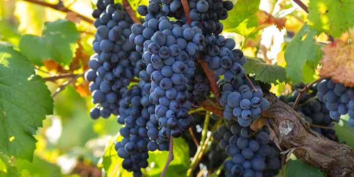 Clusters of primitivo grapes on an old vine.