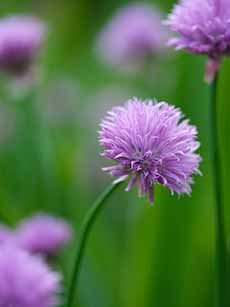 A Purple Chive Blossom Growing In A Garden