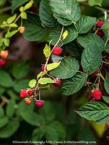 Raspberries Growing On The Bush