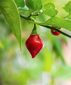 Red Piquinho Pepper Plant