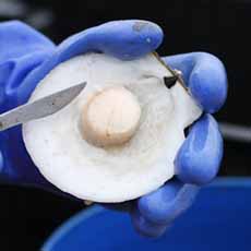 Removing The Scallop From The Shell