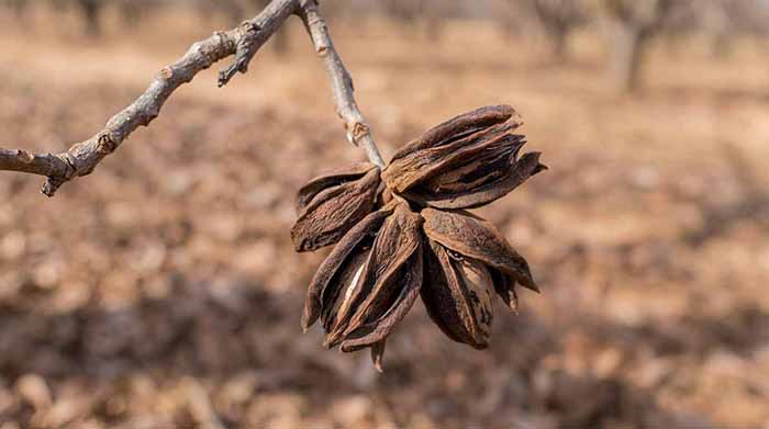 Ripe Pecans On Branch