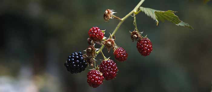 Blackberries ripening on the bush.