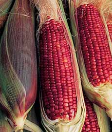 Ears Of Red Corn