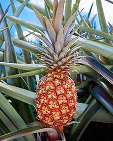 Rubyglow Pineapple On Stalk