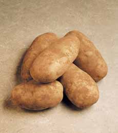 Russet Burbank Potatoes