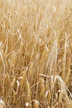A Field Of Rye