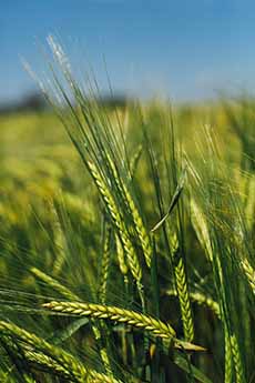 A Field Of Rye