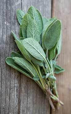 A Bunch Of Fresh Sage